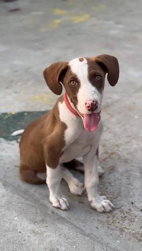 pointer 3