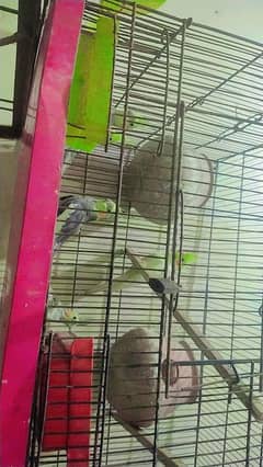 parrots