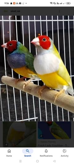 ASalaam mu alaikum bahi kisi ko goldian finch ka pair 2000 me dena ho