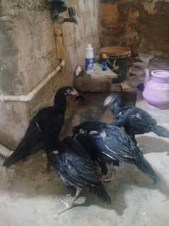 Pure mushka breed 4 months pathay available