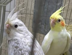 Cocktail Eno white face Finches and green opline