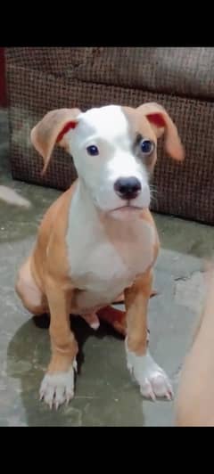 pitbull