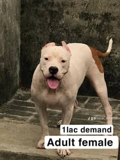 pitbull