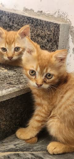 Kittens