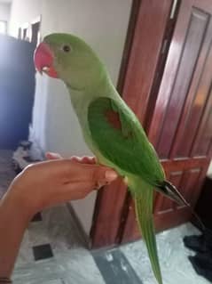 Raw male Parrot for sale