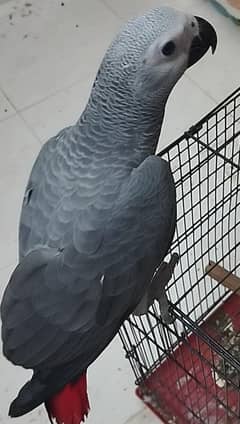 Congo