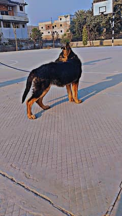German