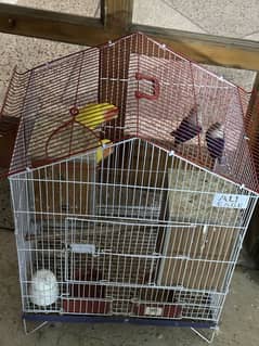 Love birds 2 pairs with new cage