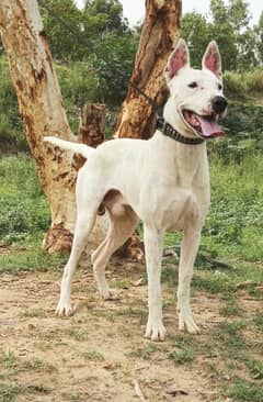 Kohati gultair male age 12 month for sale