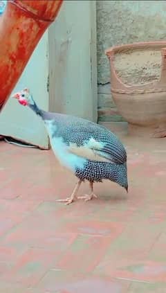 Chakora