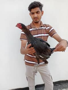 murgi