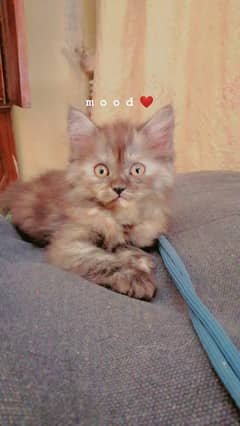 Persian kitten 