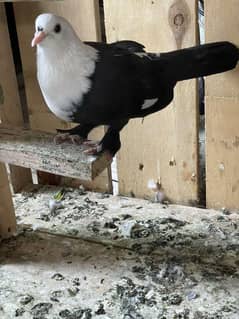 black karbalai gandedar young pair
