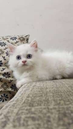 persian cats and kittens for sale wtsapp (0307/710/92/69)