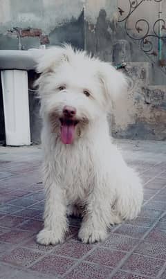 Vaccinated Cute Poodle Puppies for Sale – Friendly & Healthy