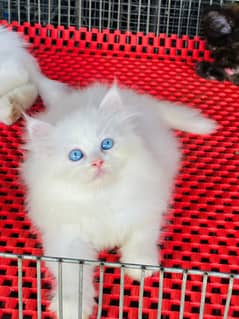 persian cats and kittens for sale wtsapp (0307/710/92/69)