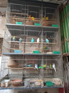 hogoromo bird. lovebird. Australian bird.