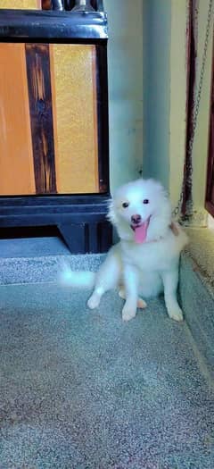 Russian female for sale age 5 months location zia masjid