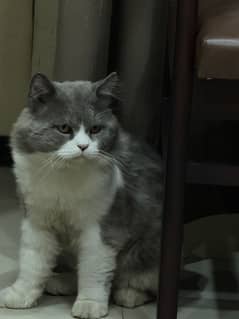 Scottish Fold Male