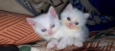 Waite cat