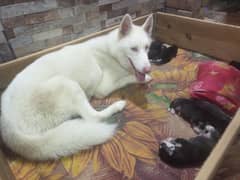 hushy white female blue eye  7 puppies white and black colur