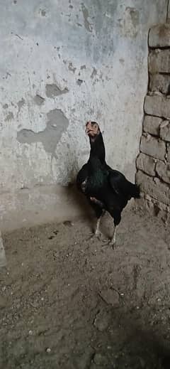 mushka