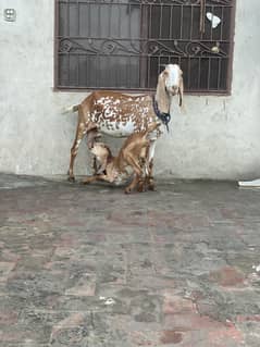 2 Goat / bakri