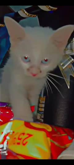 Persian kitten female