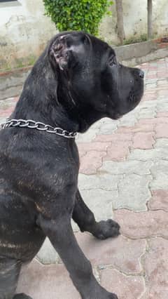Pedigree Cane Corso Female Puppy