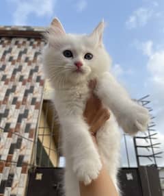 Persian kitten