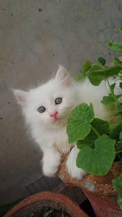 persian cats and kittens for sale wtsapp (0307/710/92/69)