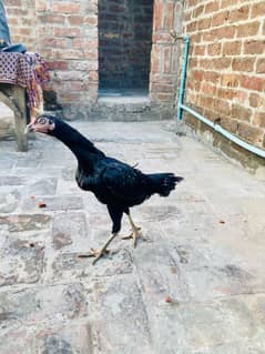 Pakistani Female| Ready for breeding| Home breed| Black Female