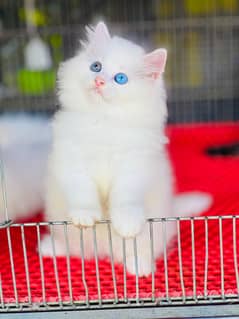 persian cats and kittens for sale wtsapp (0307/710/92/69)