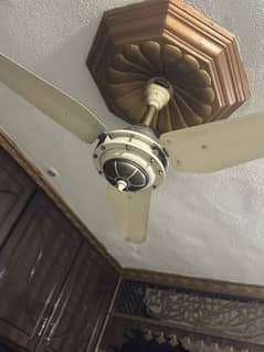 56” calling Lahore fan