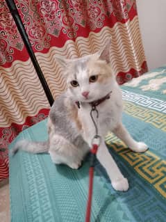 female cat for sale