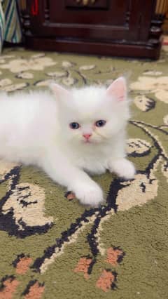 persian cats and kittens for sale wtsapp (0307/710/92/69)