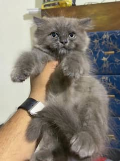 persian cats and kittens available for sale wtsapp (0307/710/92/69)