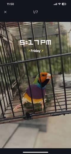 Gouldian