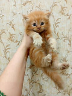 persian cats and kittens for sale wtsapp (0307/710/92/69)