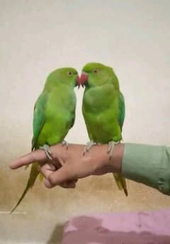 Beautiful handtame birds
