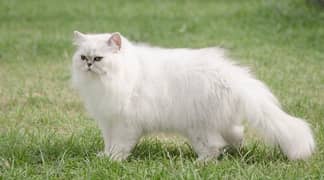 pure Persian white colour triple coat