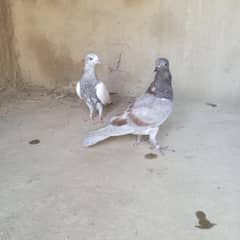 lakha baby pair