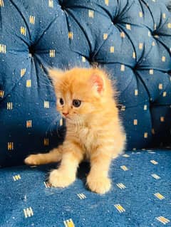Persian kitten triple coated