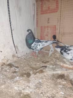 royal tady breeder pair for sale