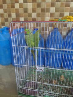 urgent for sale