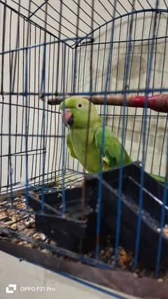 parrot