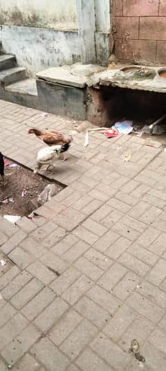 2 hen + 1 Hen with 2 chiks for sale