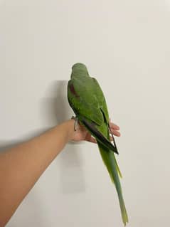 Hand Tamed Kashmiri 4 months old