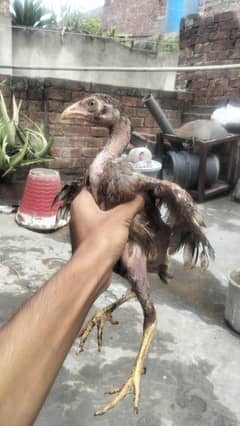 Aseel amroha chicks for sale