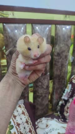 Cute